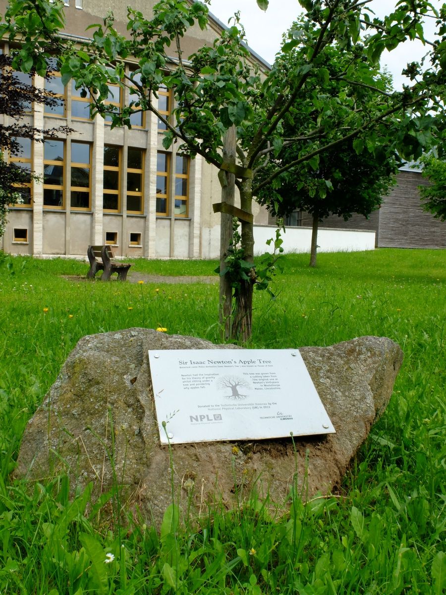 Newtonscher Apfelbaum an der TU Ilmenau 